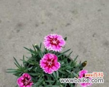 一朵娇艳花朵 石竹花