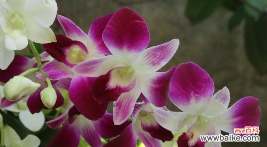 以石斛兰花语为纽带 石斛兰花语的美好寓意