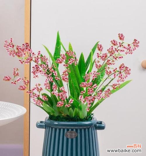 让财运滋生的室内花园魔力 室内植物花象征生财的奇妙力量