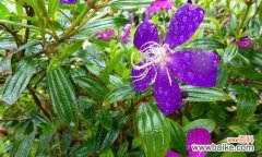 巴西野牡丹花语是什么？如何正确解读其含义？