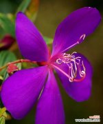 巴西野牡丹花语是什么意思？如何理解其象征意义？