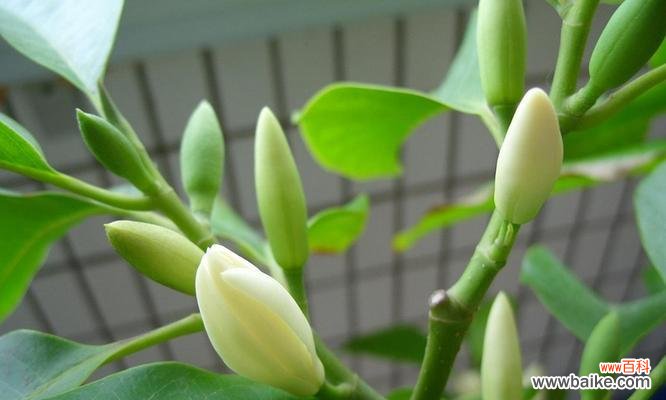 白兰花代表什么含义?白兰花象征着什么?