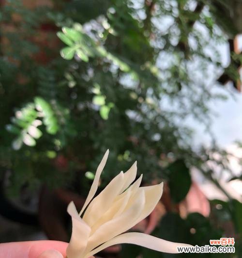 白兰花代表什么含义?白兰花象征着什么?