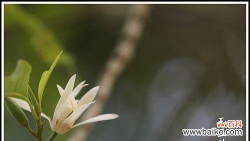 白兰花的花语是什么？有哪些关于白兰花的传说故事？