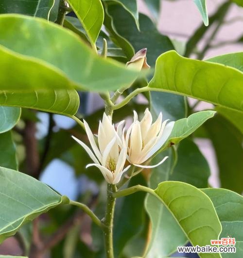 白兰花花语是什么？了解白兰花的象征意义和用途？