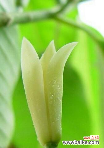 白兰花花语是什么？了解白兰花的象征意义和用途？