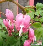 白蔓荷包牡丹花语是什么？如何正确解读？