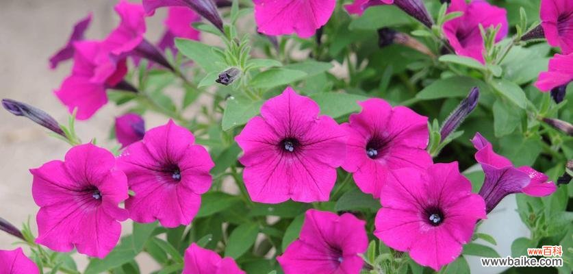 白色牵牛花的花语是什么?白色牵牛花代表的含义有哪些?