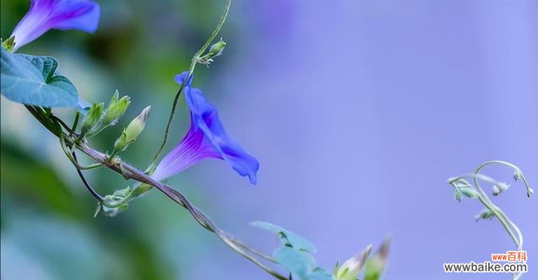 白色牵牛花的花语是什么?白色牵牛花代表的含义有哪些?