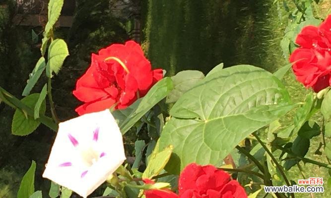 白色牵牛花的花语是什么?白色牵牛花代表的含义有哪些?