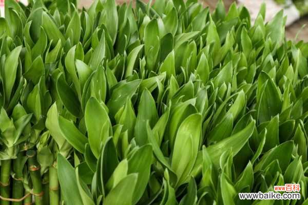 客厅富贵竹插几支旺财，放在客厅怎么养护