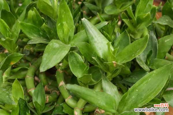 客厅富贵竹插几支旺财，放在客厅怎么养护