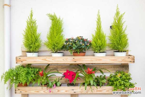 大连市花是什么花？大连的市花是月季