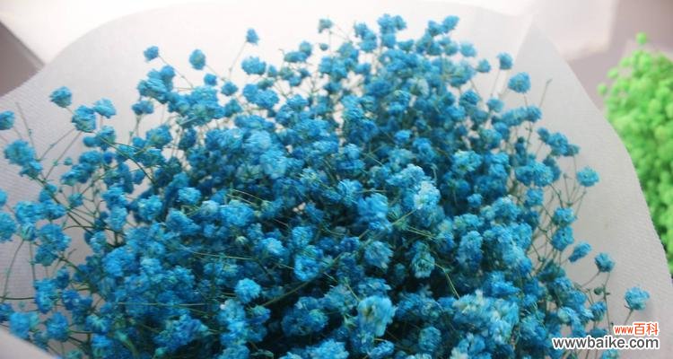 解读白色满天星的意义与象征 白色满天星的花语