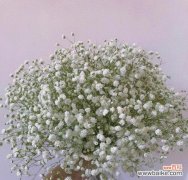 解读白色满天星的意义与象征 白色满天星的花语