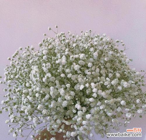 解读白色满天星的意义与象征 白色满天星的花语