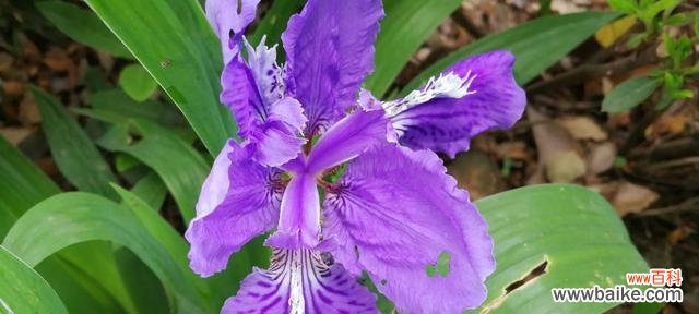 向世界传达神秘的信息 紫色鸢尾花花语