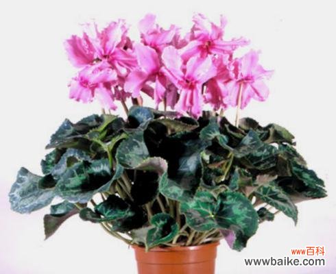 探寻传统文化中的神秘符号 解读仙客来寓意的世界