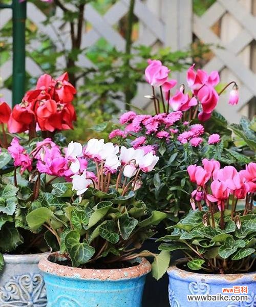 探寻传统文化中的神秘符号 解读仙客来寓意的世界