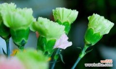 传递爱意的花语之白色康乃馨 白色康乃馨花语