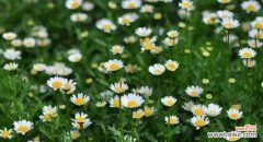 探寻白晶菊的美丽传说及花语 白晶菊花语的传说与含义