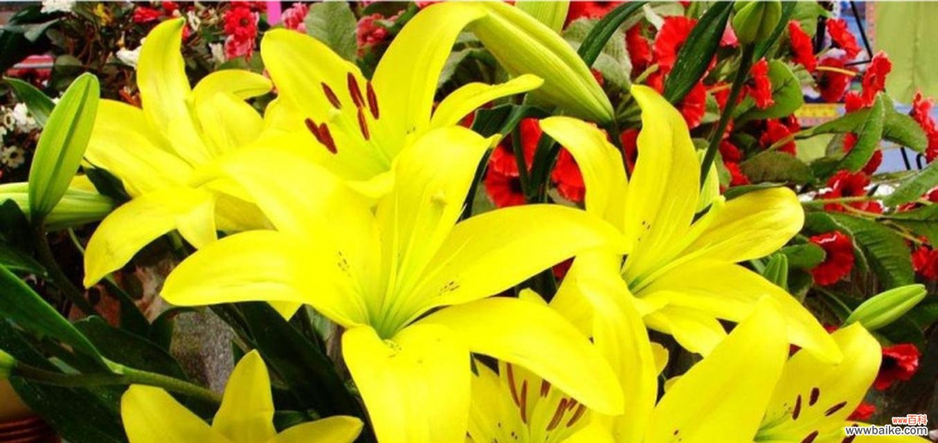 探寻百合花在文化、宗教和生活中的多重意义 解析百合花含义的象征意义