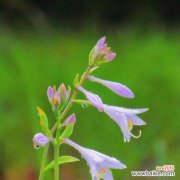 探究玉簪花的花语及其内涵 玉簪花的花语