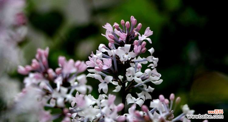 芳香四溢，情感满满；爱意绵绵，意境飘渺。 丁香花语，传递爱情与思念