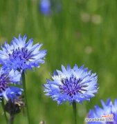 探索矢车菊的意义与象征 不同颜色矢车菊的花语