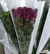 探究小雏菊所代表的情感与含义 小雏菊花语的意义