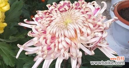 传统文化中的花语解读 送菊花代表什么意思?