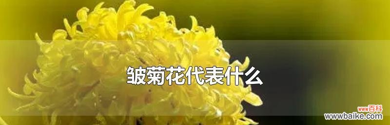 传统文化中的花语解读 送菊花代表什么意思?