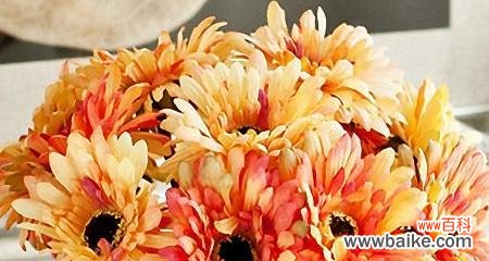 探寻花语背后的故事 非洲菊花的花语