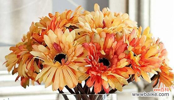 探寻花语背后的故事 非洲菊花的花语