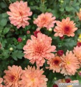 探索菊花在历史、文学和艺术中的地位 菊花文化的意义