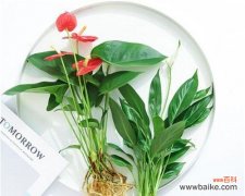 红掌花的水培之路与花语解读 以水培红掌花语为主题的探索与感悟