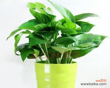 把握人生 绿萝的花语