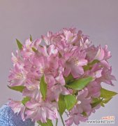 探索水仙百合的象征意义和栽培技巧 水仙百合的寓意与美丽