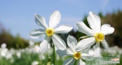 水仙的花语及文化意义 水仙花