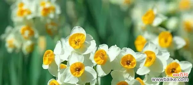 探寻花海中的情感密码 水仙和艾草