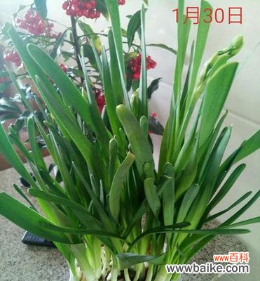 唤醒内心的希望与美丽 水仙花盛放，春意融融