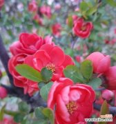 白色海棠花语是什么意思？如何正确解读？