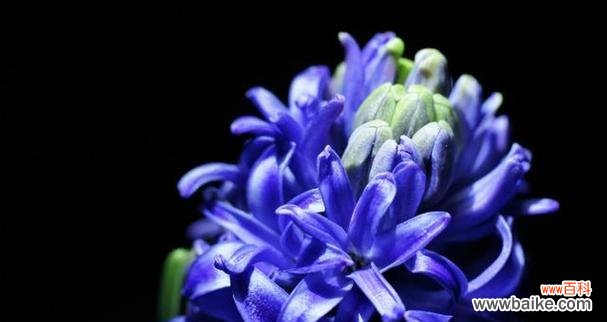 白色风信子的花语含义及常见问题解答？