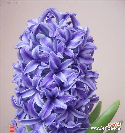 白色风信子的花语含义及常见问题解答？