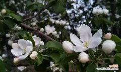 白色海棠花语是什么？了解其象征意义及文化背景？