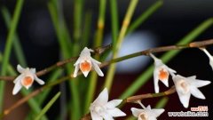 白石斛兰花语有哪些含义？