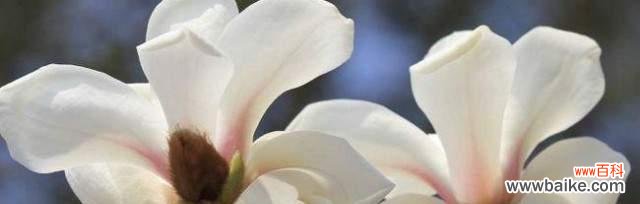 白色玉兰花的花语是什么？如何正确表达爱意？