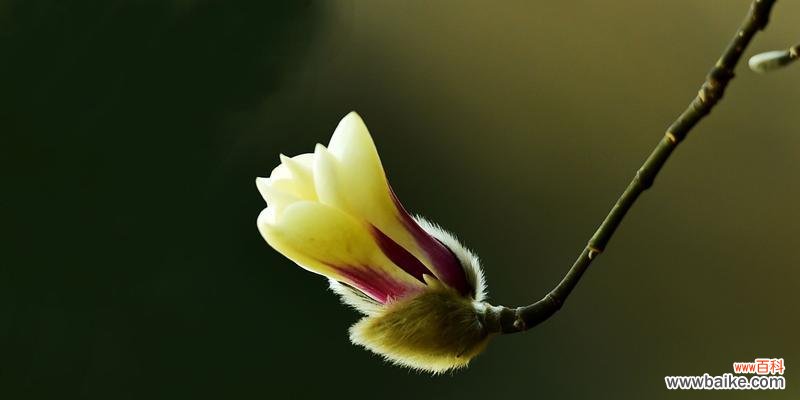 白色玉兰花的花语是什么？如何正确表达爱意？