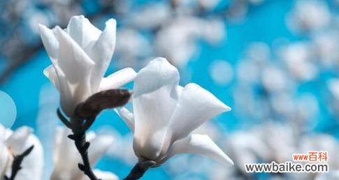 白色玉兰花的花语是什么？如何正确表达爱意？