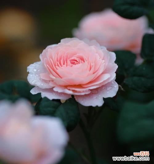 白色月季代表什么含义?